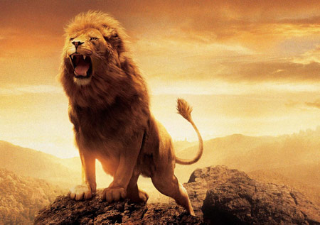 عکس شیر اسلان در فیلم نارنیا narnia lion aslan wallpaper