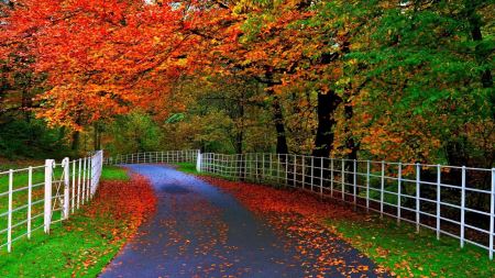 طبیعت جاده پاییزی زیبا nature autumn road