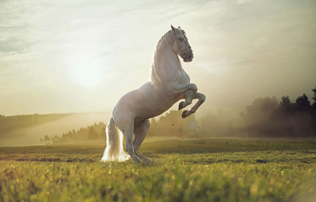 اسب ایستاده روی دوپا horse white nature