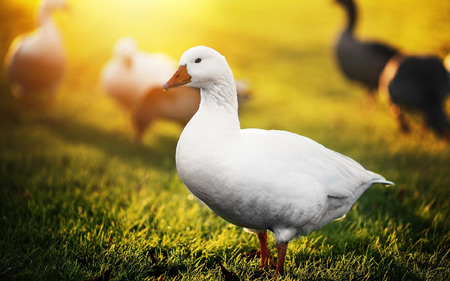 عکس غاز سفید در چمنزار nature geese birds