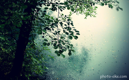 طبیعت باران و مه در جنگل rain and tree nature