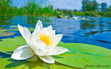 گل لیلیوم سفید روی آب white lily water nature