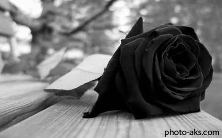 گل رز سیاه black rose wallpaper