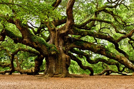 عکس درخت بلوط قدیمی oak tree