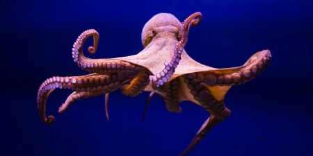 عکس اختاپوس شگفت انگیز octopus amazing