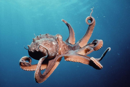 عکس اختاپوس در آب دریا octopus sea