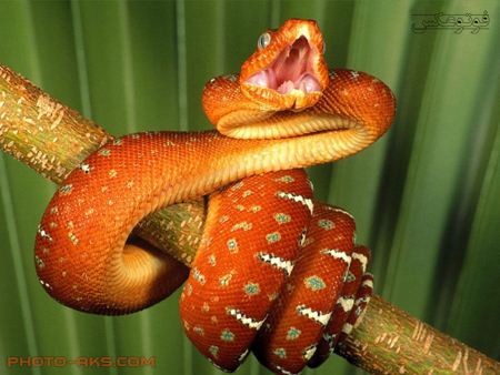 مار نارنجی خوش خط و خال orange snake