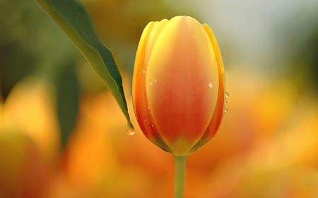 تک شاخه گل لاله زرد طلایی زیبا orange golden tulips flower