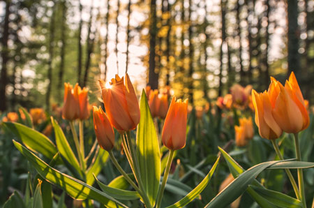 گلهای لاله نارنجی طلوع خورشید orange tulip sunrise