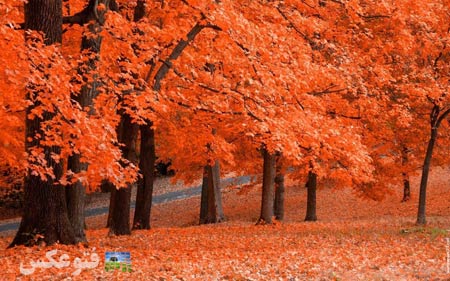 منظره درختان پاییزی نارنجی orange autumn leaf