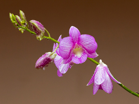 عکس گلبرگ گل ارکیده orchid flower drops