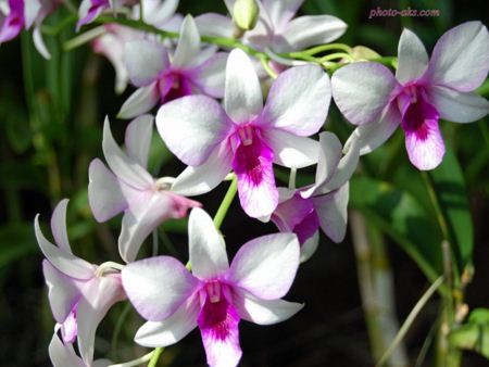 گل ارکیده بسیار زیبا orchid flower