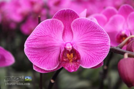 گل ارکیده 2013 orchid flower