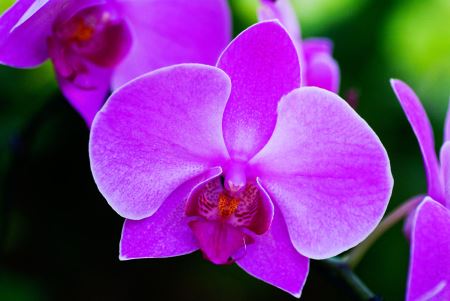 گل ارکیده وحشی بنفش violet orchid flower