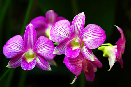 گلهای ارکیده بنفش زیبا goleh orchideh banafsh