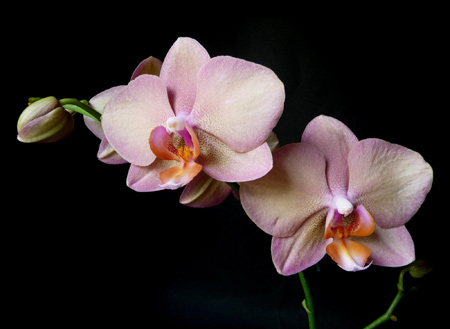 زیباترین عکس گلهای ارکیده orchid branck flower