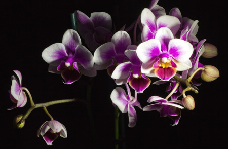 گل ارکیده با پس زمینه سیاه orchid flower beautiful