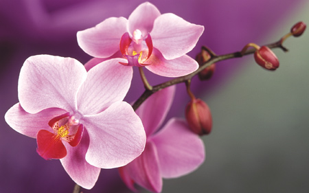 عکس زیباترین گلهای جهان orchid flowers picture