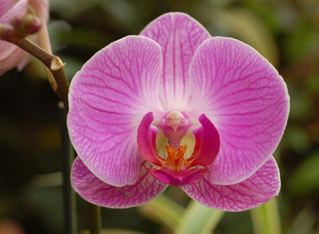 عکس گل ارکیده ارغوانی orchid image