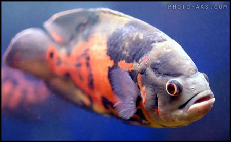 ماهی اسکار oscar fish