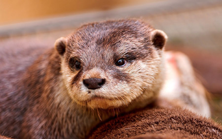 عکس سمور آبی بانمک otter face eyes animal