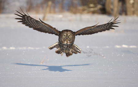 پرواز پرنده جغد روی برف ها owl bird fly snow