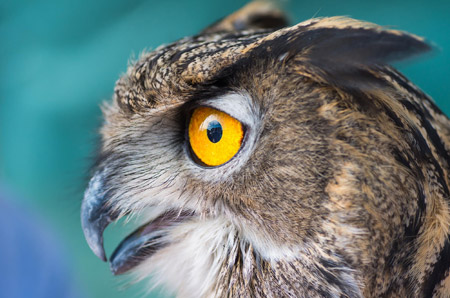 عکس نمای نزدیک از پرنده جغد owl closeup face