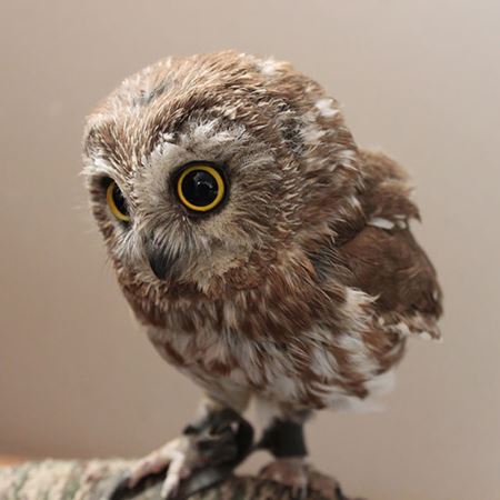 عکس جوجه جغد بامزه cute baby owl