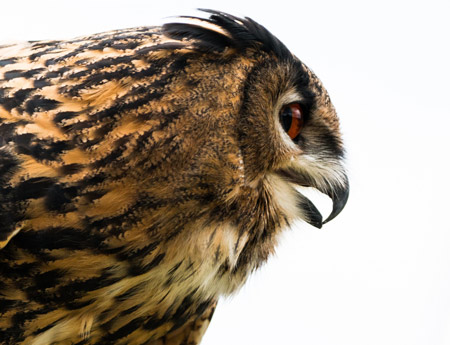 عکس جالب از پرنده جغد owl eagle bird