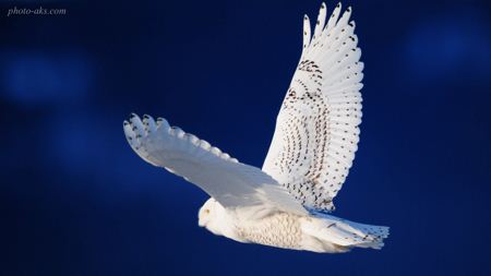 پرواز جفد سفید برفی white owl flying
