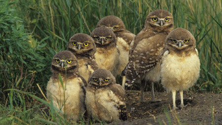 عکس نگاه جالب پرندگان جغد owl lock wallpaper