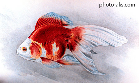 نقاشی ماهی قرمز nagashi mahi geremez