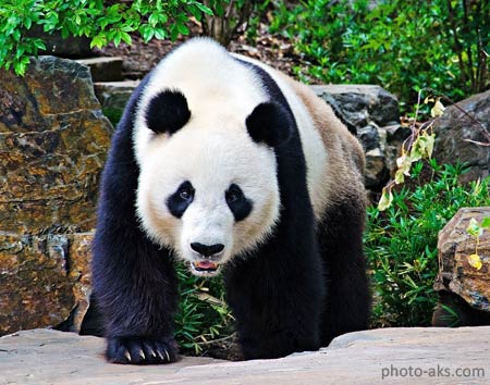 عکس خرس پاندا در جنگل panda bear walk