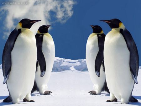 تصویر 4 پنگوئن بزرگ pangoan imags