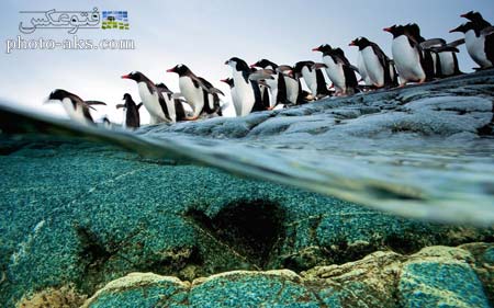 پوستر زیبا از پنگوئن ها panguan wallpapers