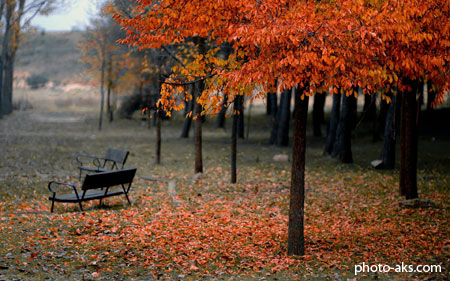 منظره خلوت پارک در فصل پاییز park autumn wallpaper