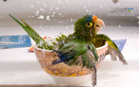 عکس طوطی در حال حمام parrot in bachroom