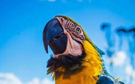عکس طوطی ماکائو آبی طلایی parrot macaw bird