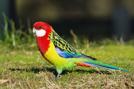 عکس طوطی رنگارنگ زیبا parrot bird coor grass