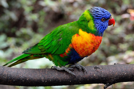 عکس پرنده طوطی رنگارنگ colorfull parrot bird