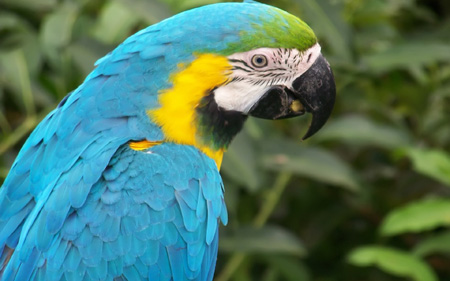 عکس طوطی آبی برزیلی blue parrot image