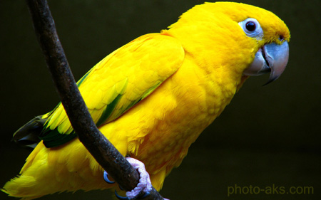 عکس طوطی زرد yellow parrot