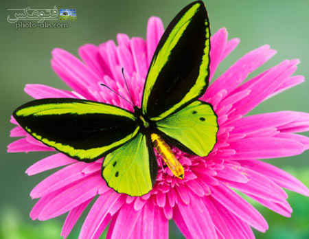 پروانه سبز فسفری روی گل parvane sabz fosfori