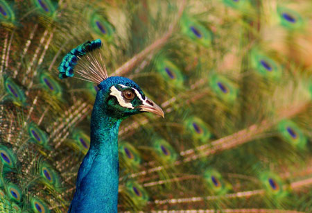 صورت زیبای پرنده طاووس peacock bird wallpaper