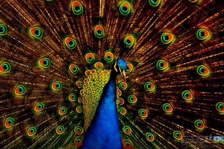 زیباترین پرندگان طاووس aks tavoos ziba