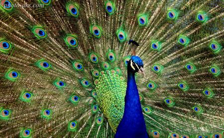 دم رنگارنگ طاوس peacoak bird