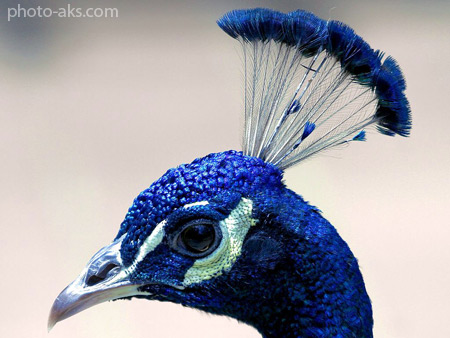 عکس کاکل طاووس آبی peacock head blue