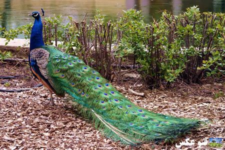 عکس طاووس هندی indian peacock wallpaper
