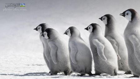 عکس بچه پنگوئن های امپراتور Emperor penguin kids