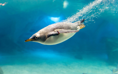 عکس شیرجه پنگوئن در آب penguim in water